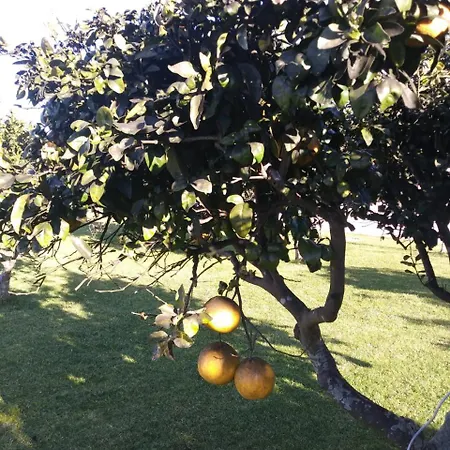 B&B Gli Agrumi Del Salento B&B 카르미아노