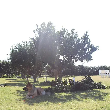 B&B Gli Agrumi Del Salento B&B 카르미아노
