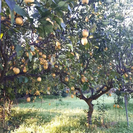 B&B Gli Agrumi Del Salento